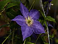 Clematis Silvi IMG_0079 Powojnik